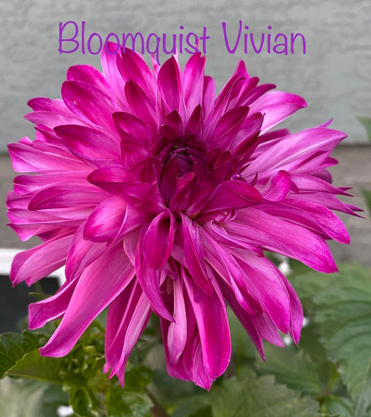 Bloomquist Vivian