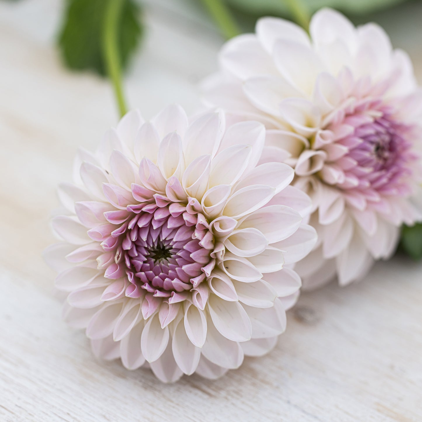 Bloomquist Tori P Dahlia