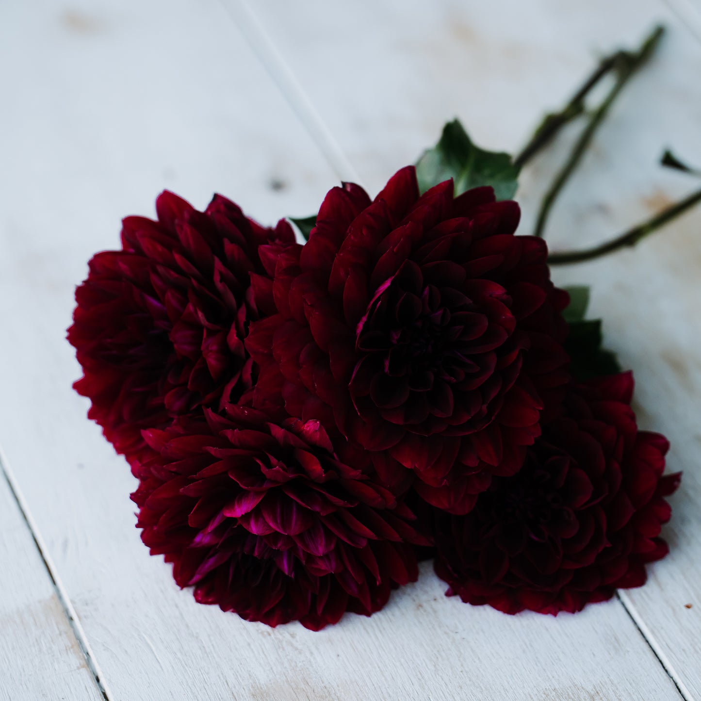 Hollyhill Black Widow Dahlia