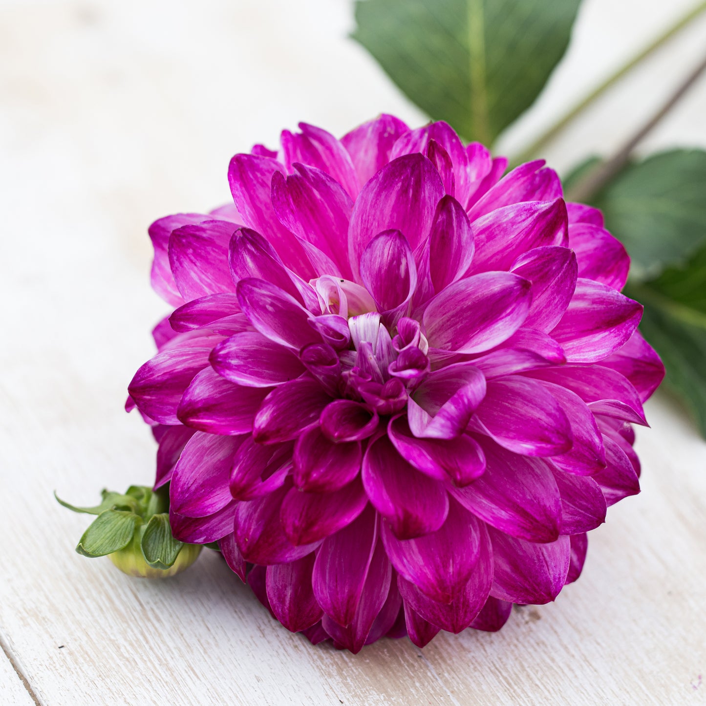 Bloomquist Vivian Dahlia
