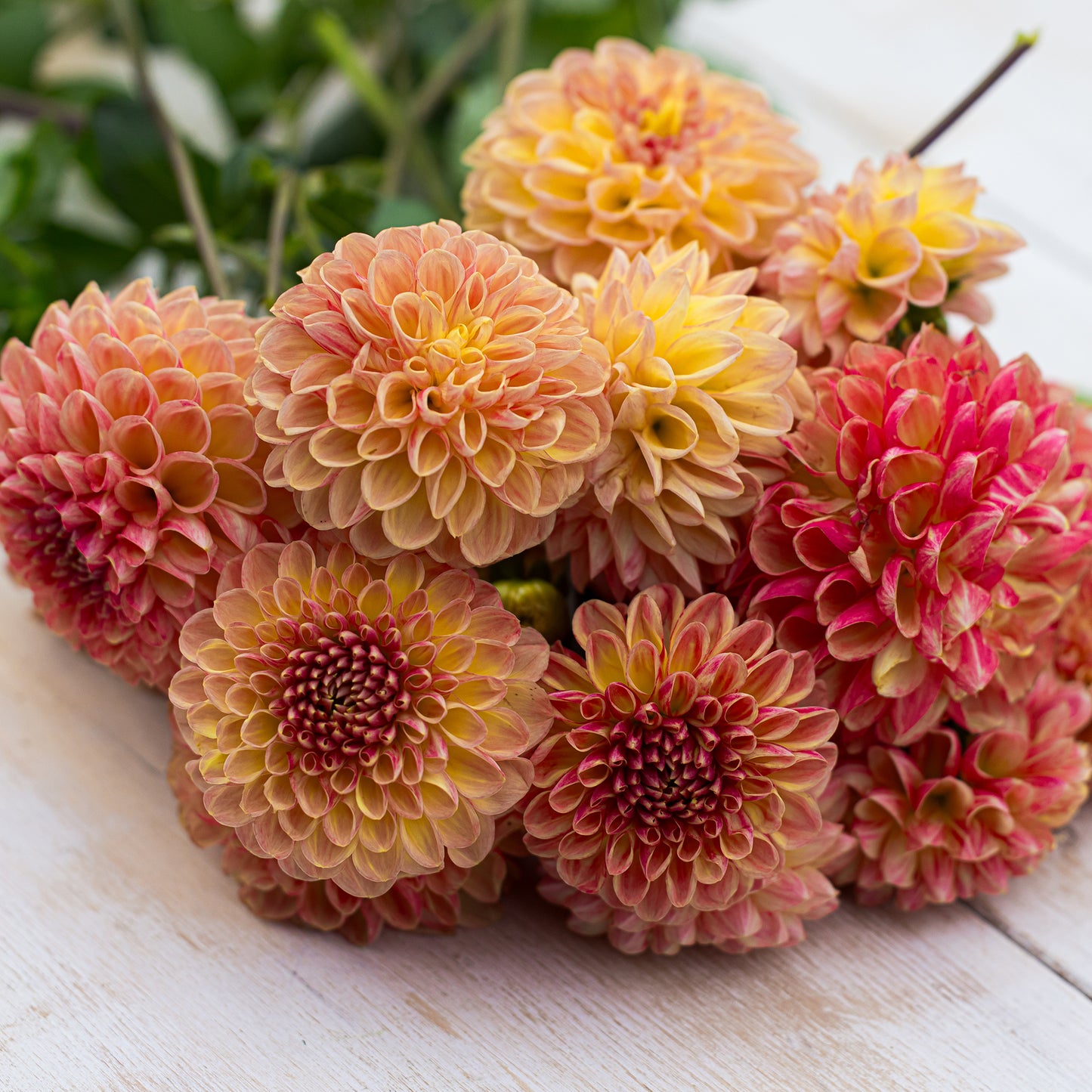 CT Bounty Dahlia