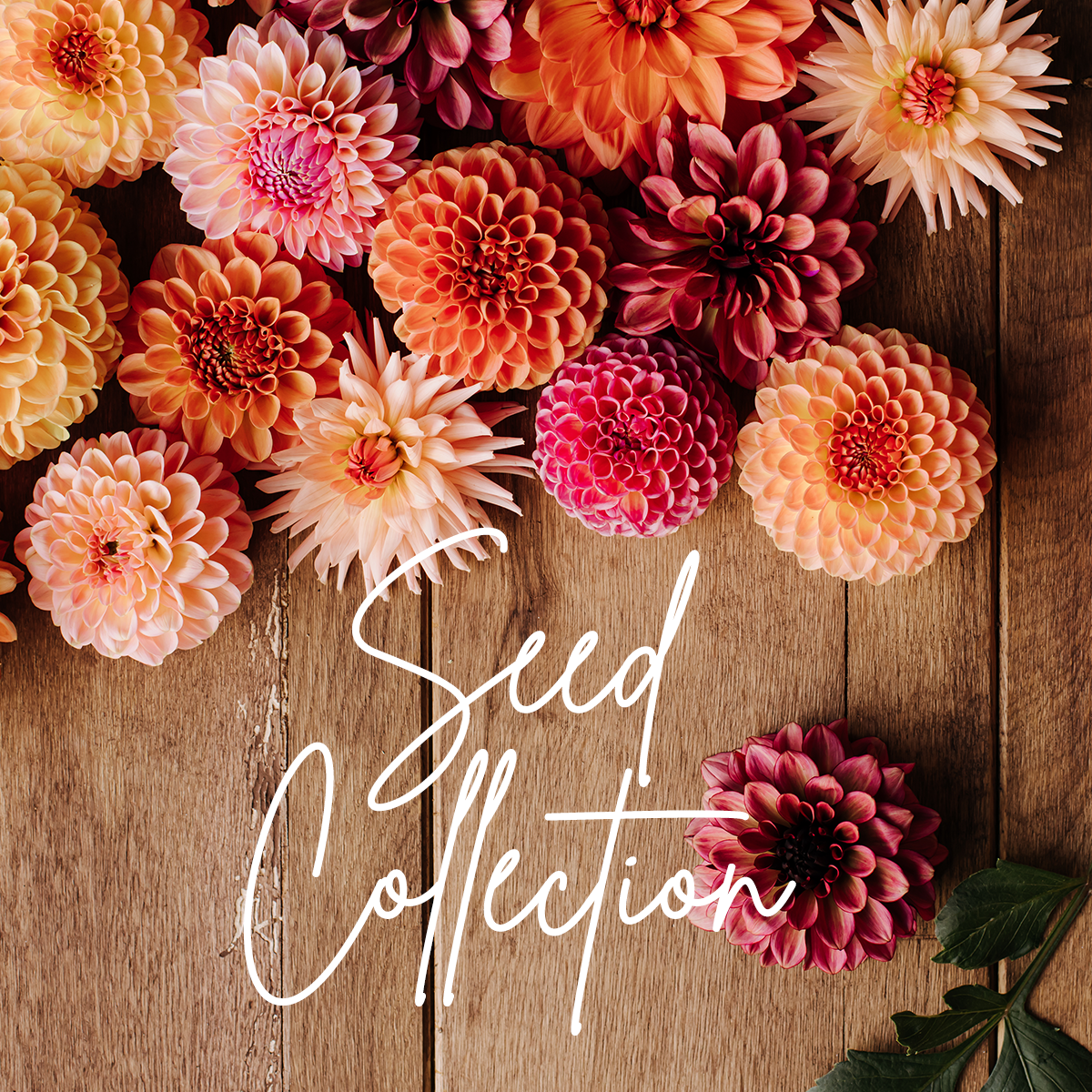 Quirky Owl’s Willowy Waterlily Collection