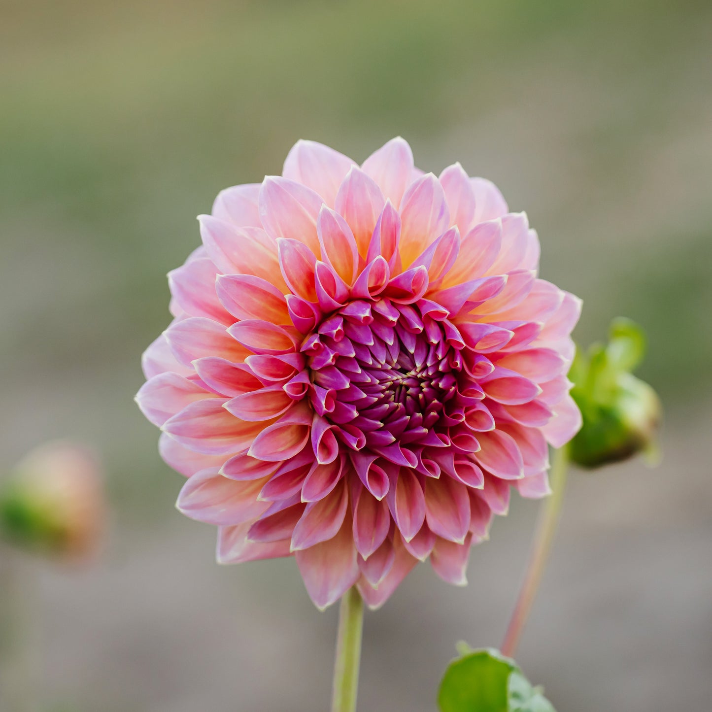 Coralie Dahlia