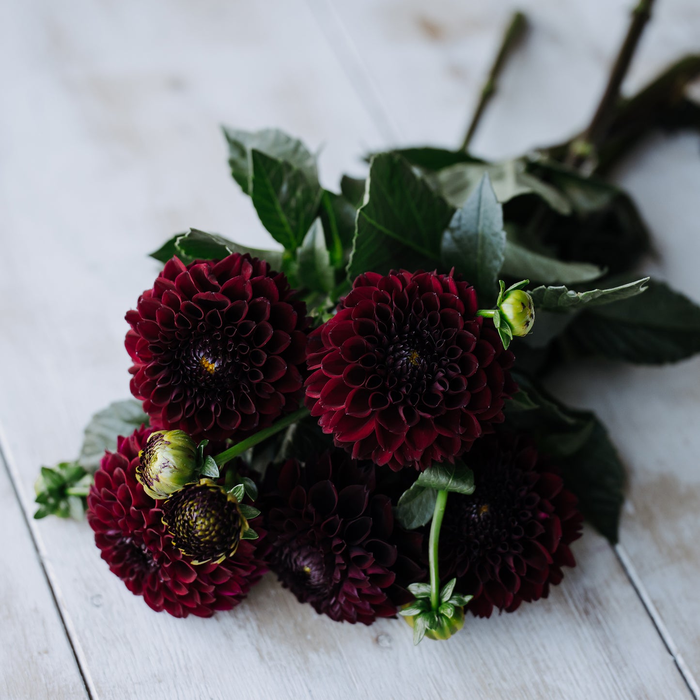 Ferncliff Ebony Dahlia