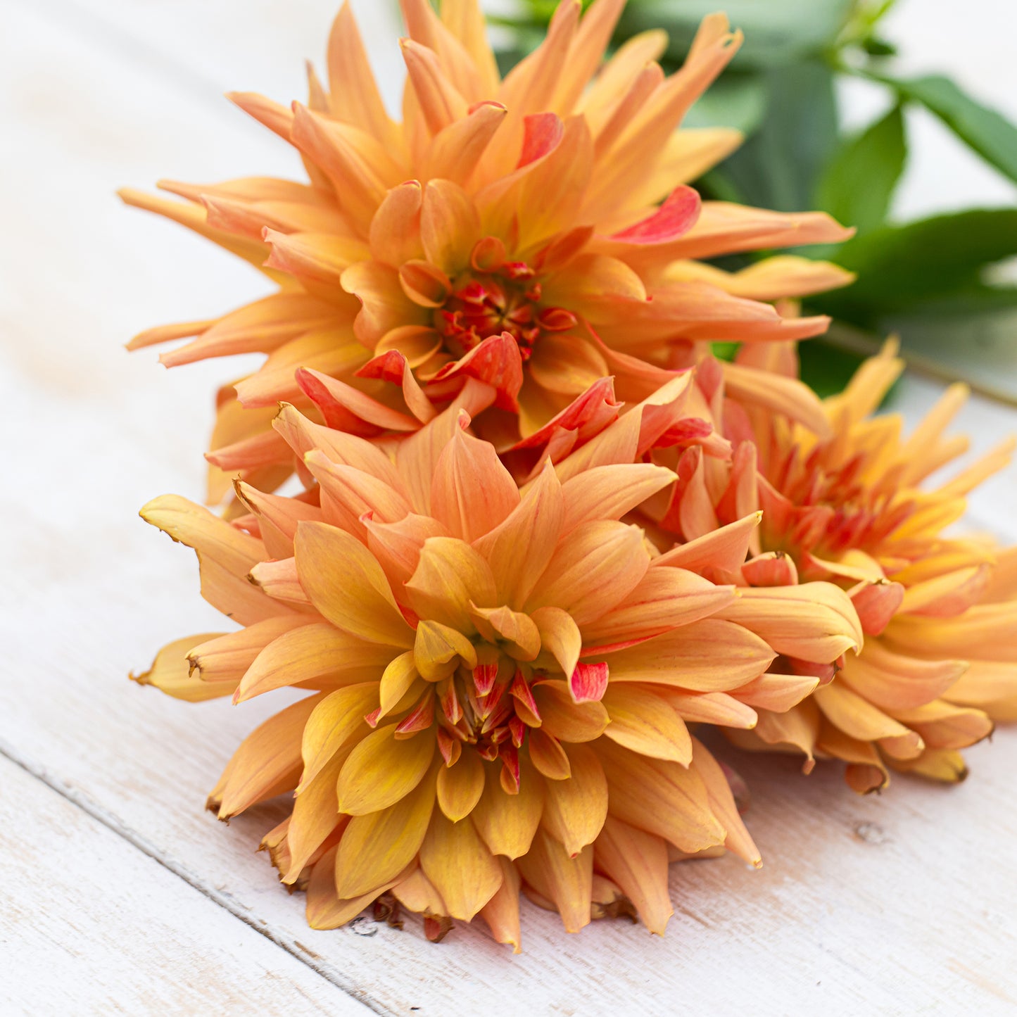 French Can Can Dahlia