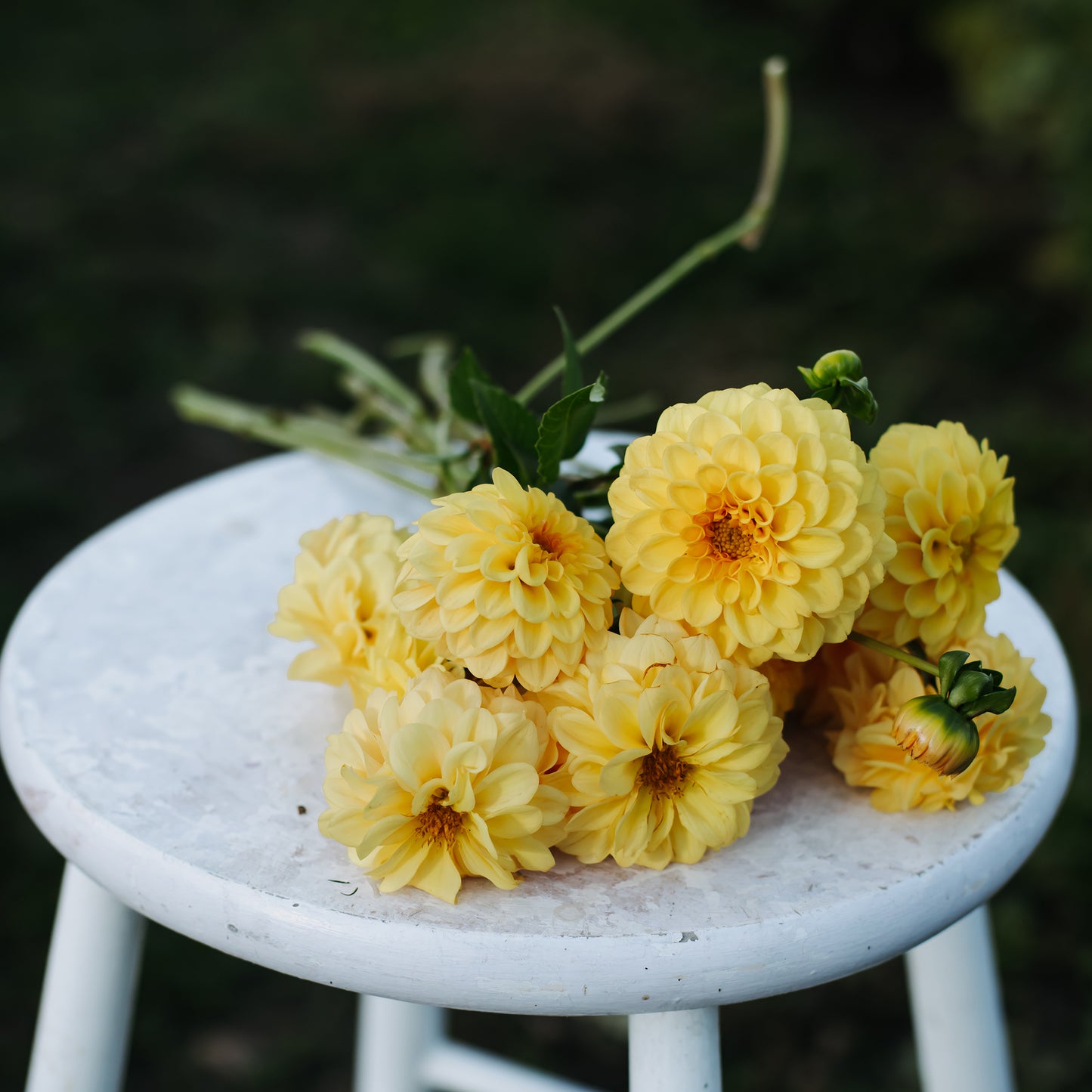 Golden Sceptre Dahlia