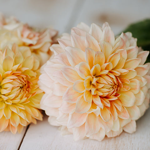 Hamilton Lillian Dahlia