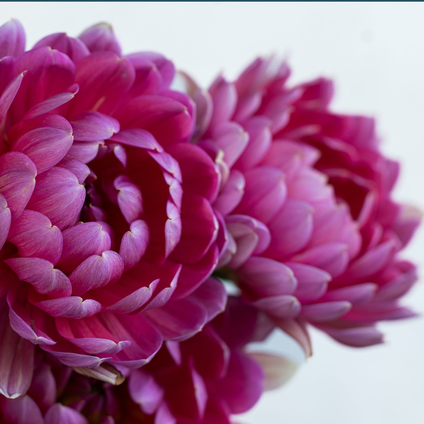 Hollyhill Daydream Dahlia: LIMIT 1