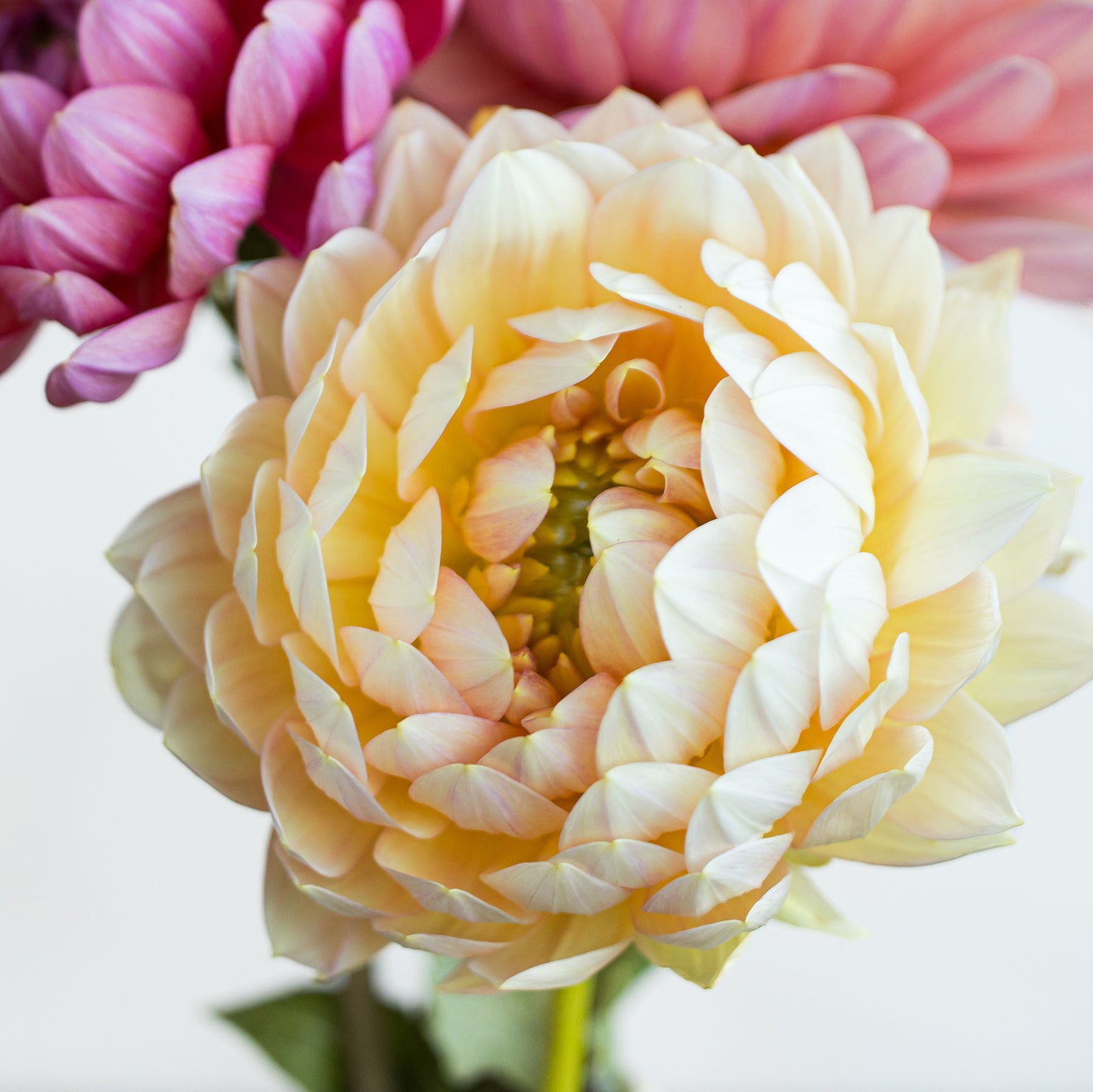 Hollyhill Serenity Dahlia: LIMIT 1