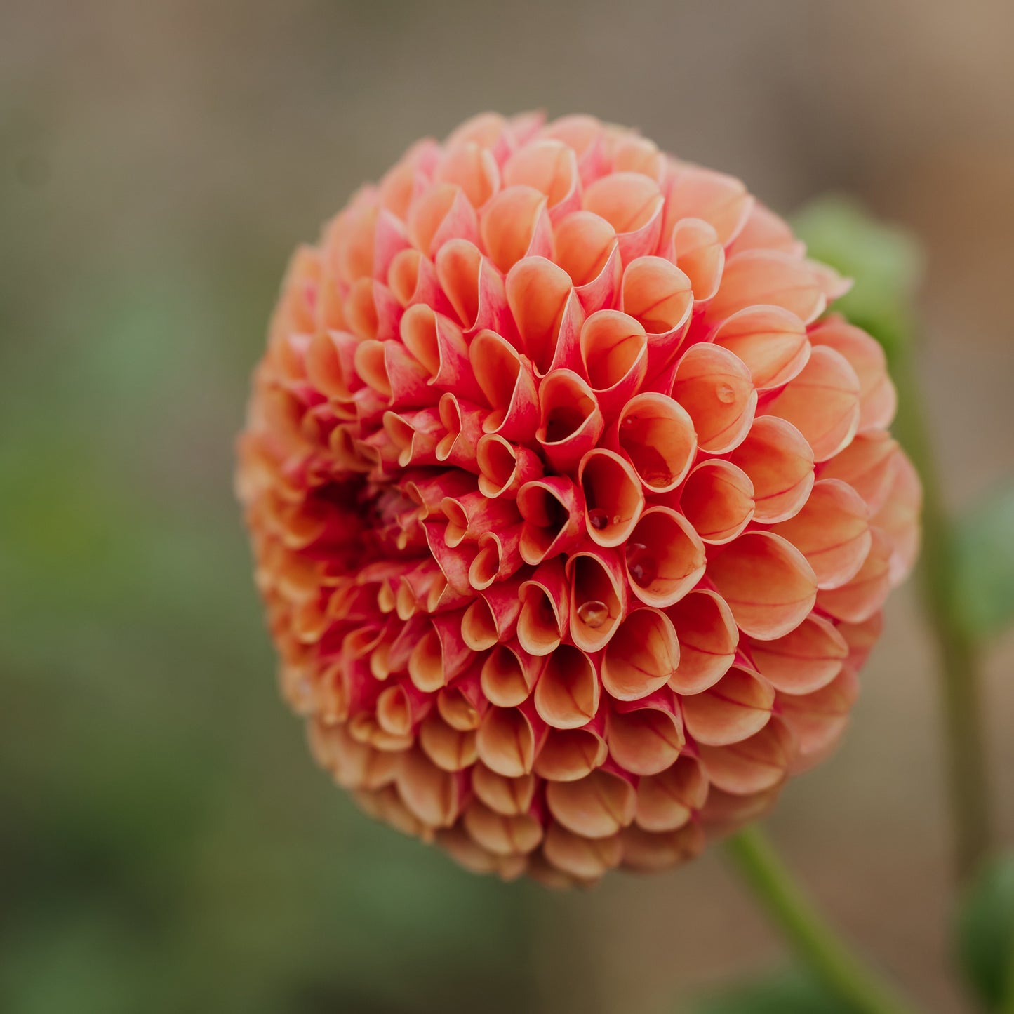 Hy Suntan Dahlia