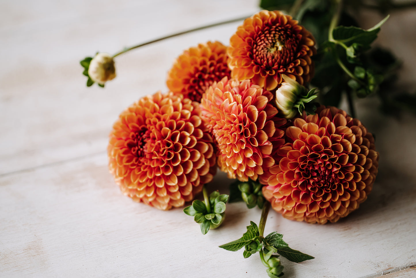 Hy Suntan Dahlia