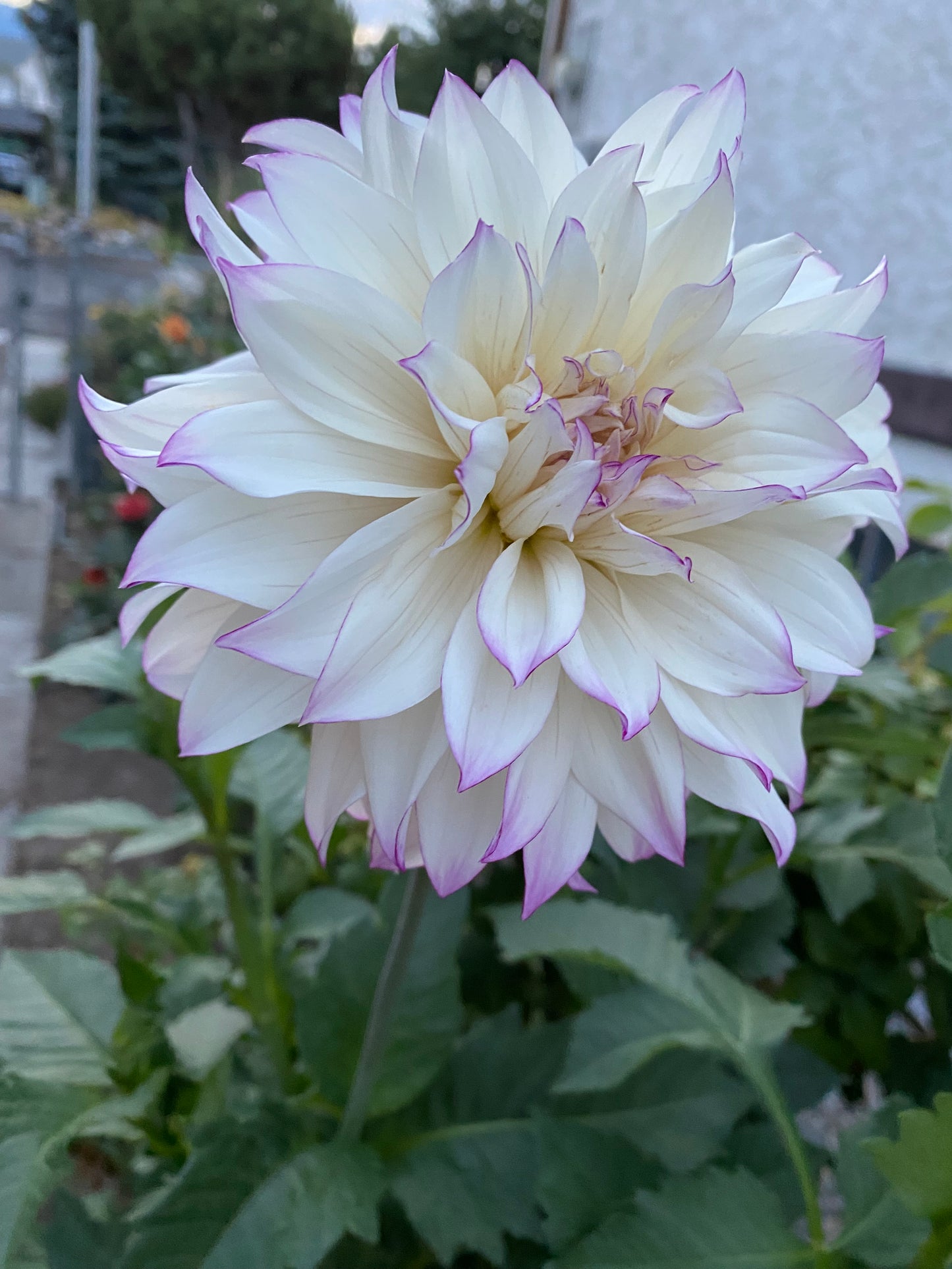 Ferncliff Illusion Dahlia