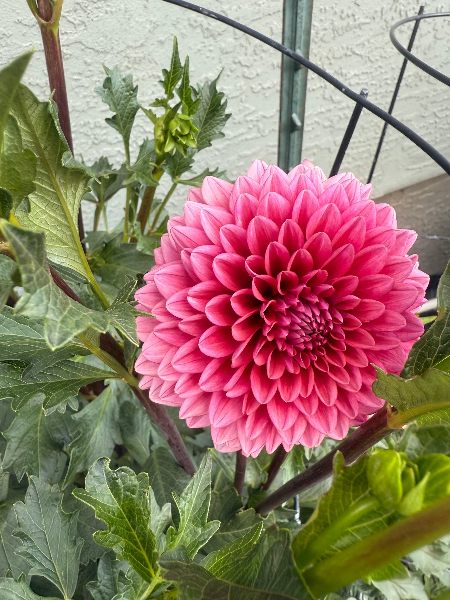 Mystique Dahlia