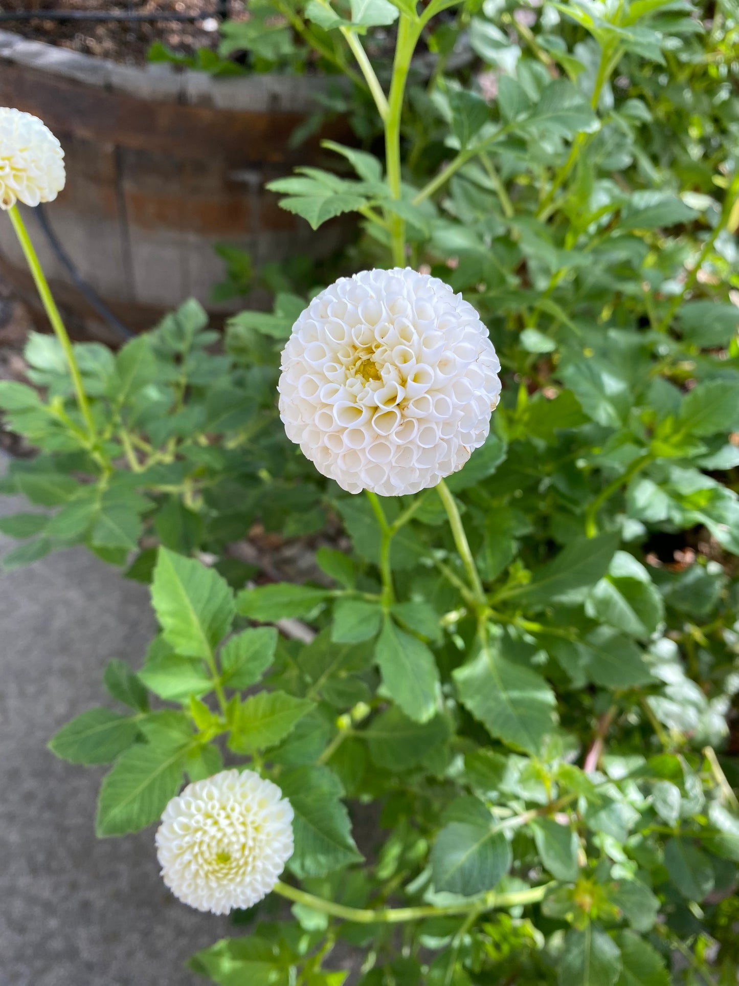 Tiny Treasure Dahlia