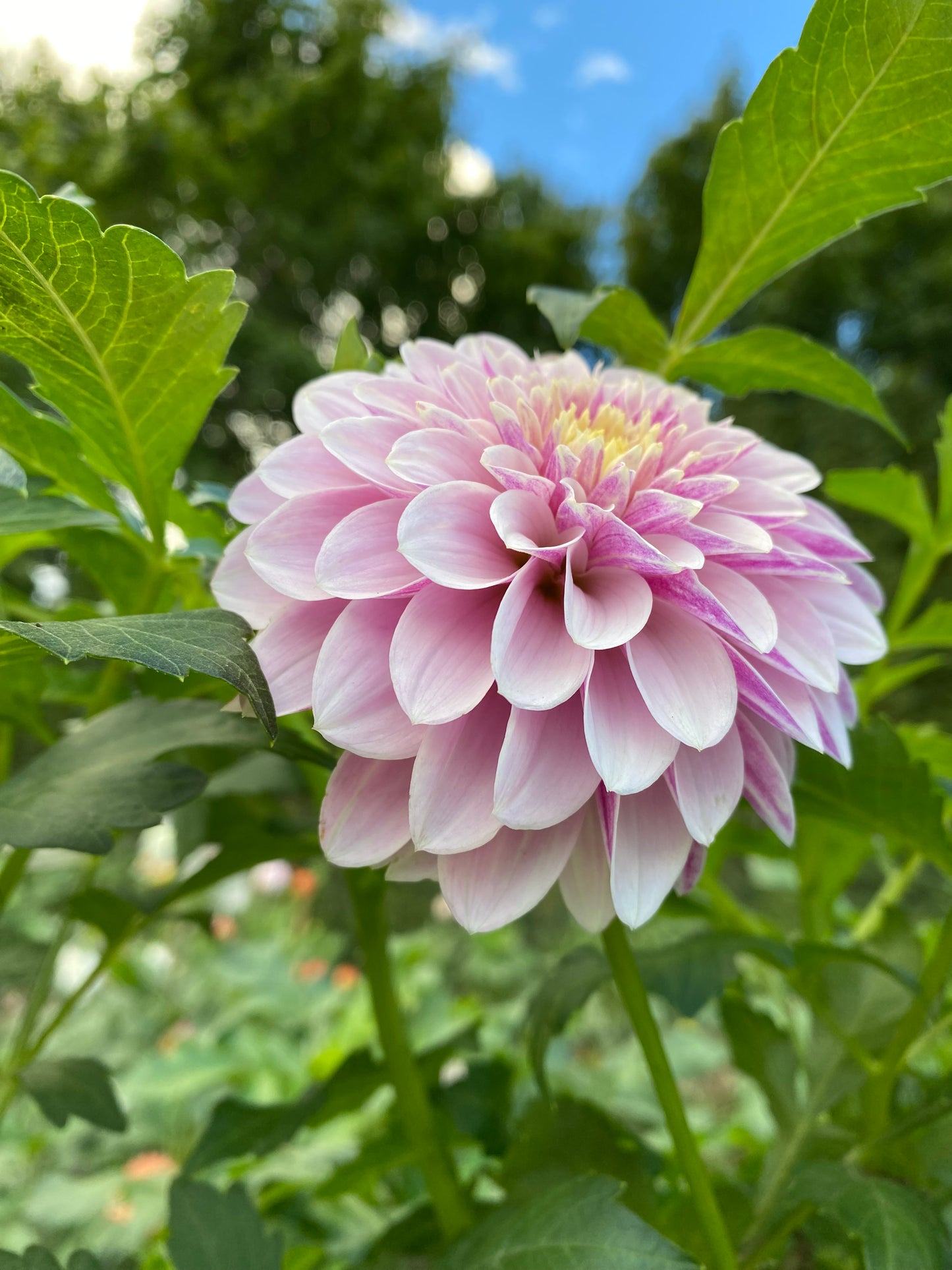 Salish Twilight Girl Dahlia: LIMIT 1