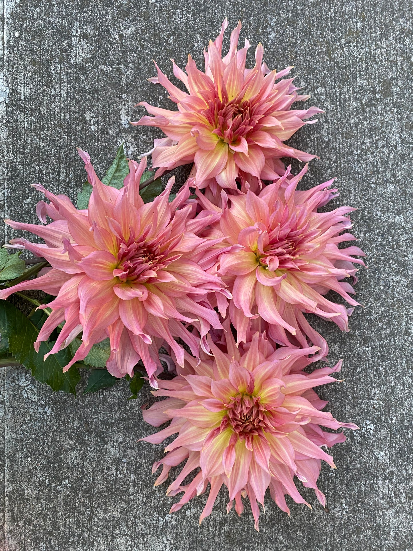 Penhill Watermelon Dahlia