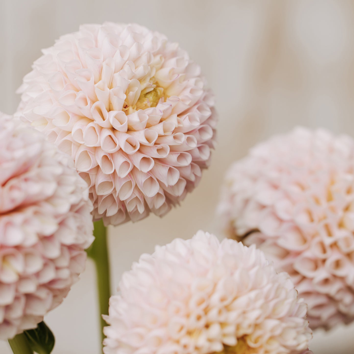 Irish D Porter Dahlia