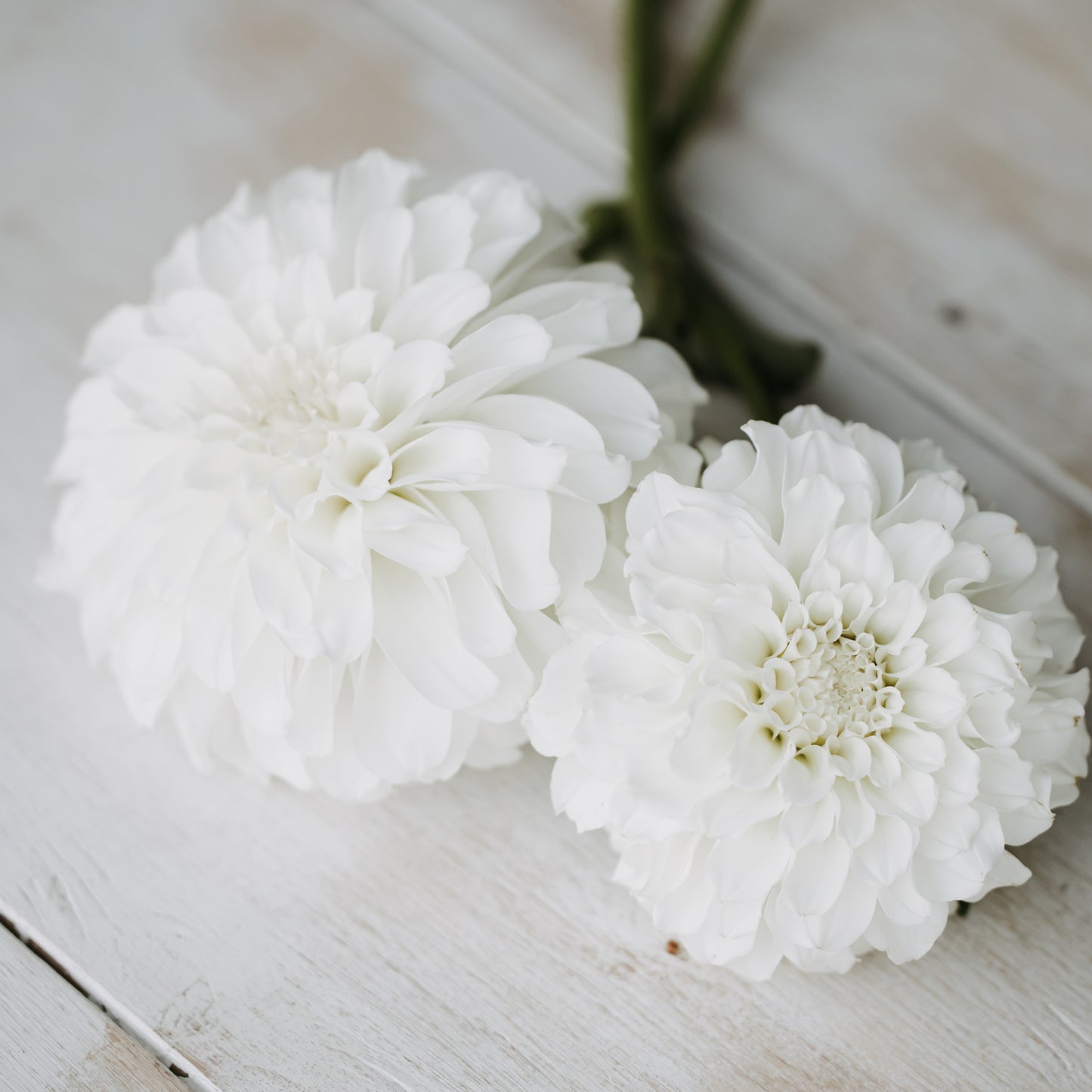 Irish Ruffles Dahlia: LIMIT 1