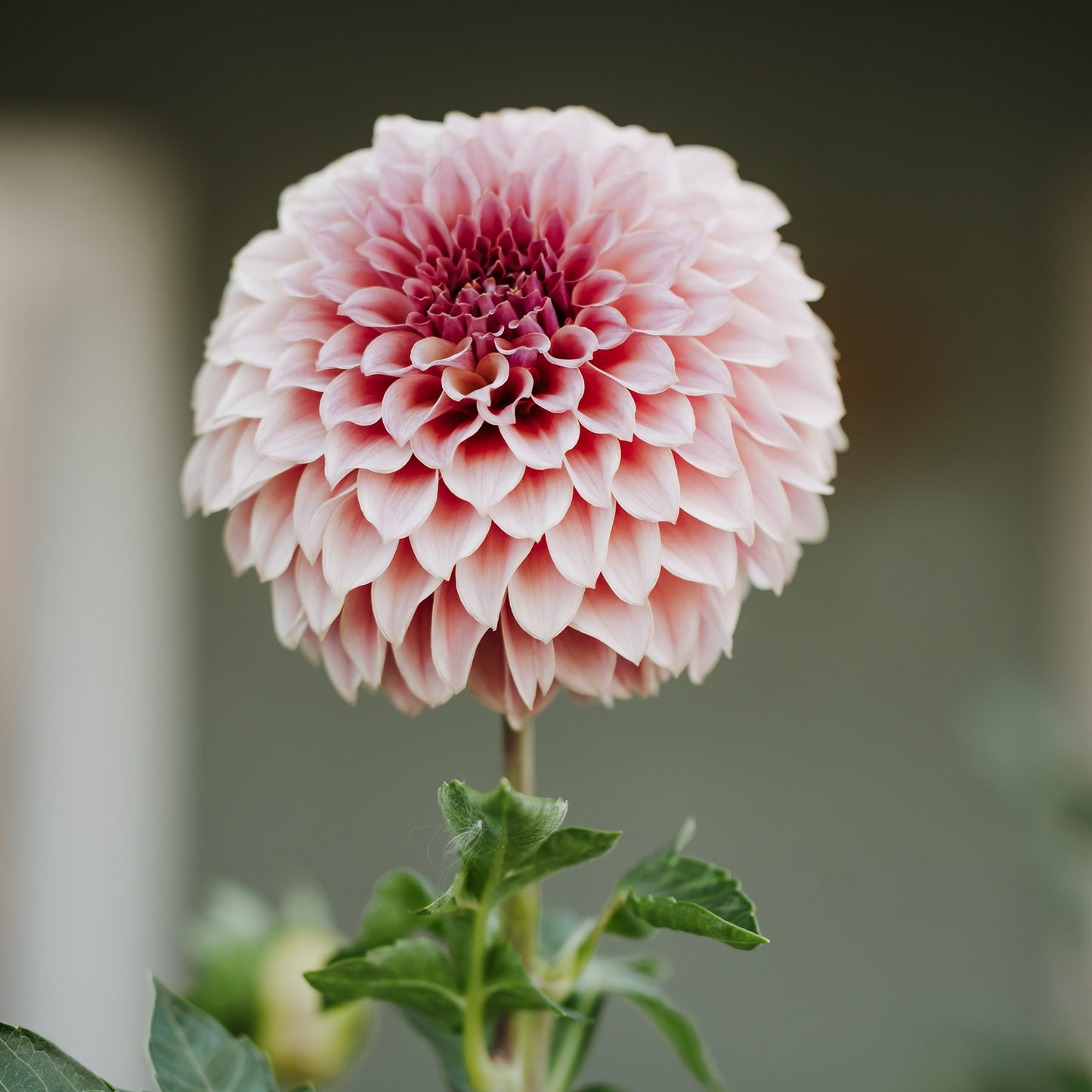 KA® Coral Sea: LIMIT 1