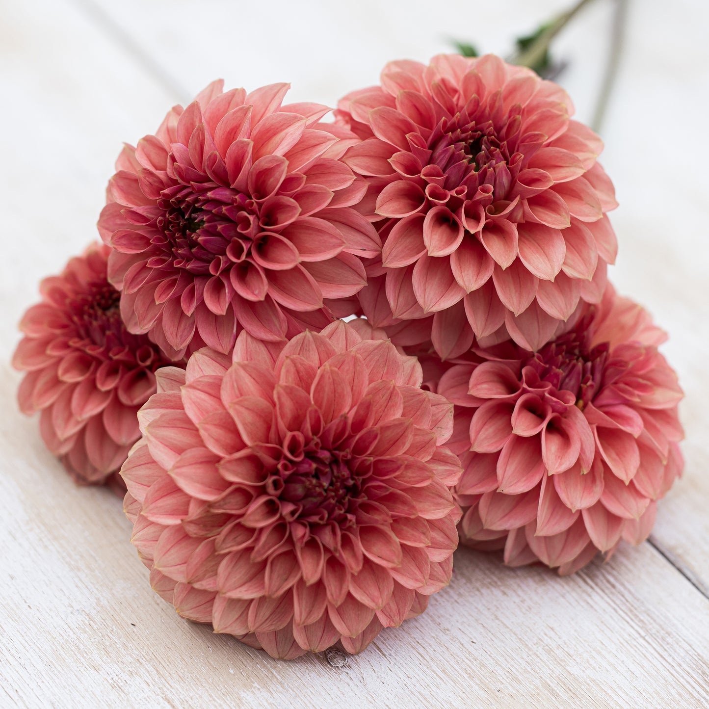 KA® Keltie Rose Dahlia: LIMIT 1