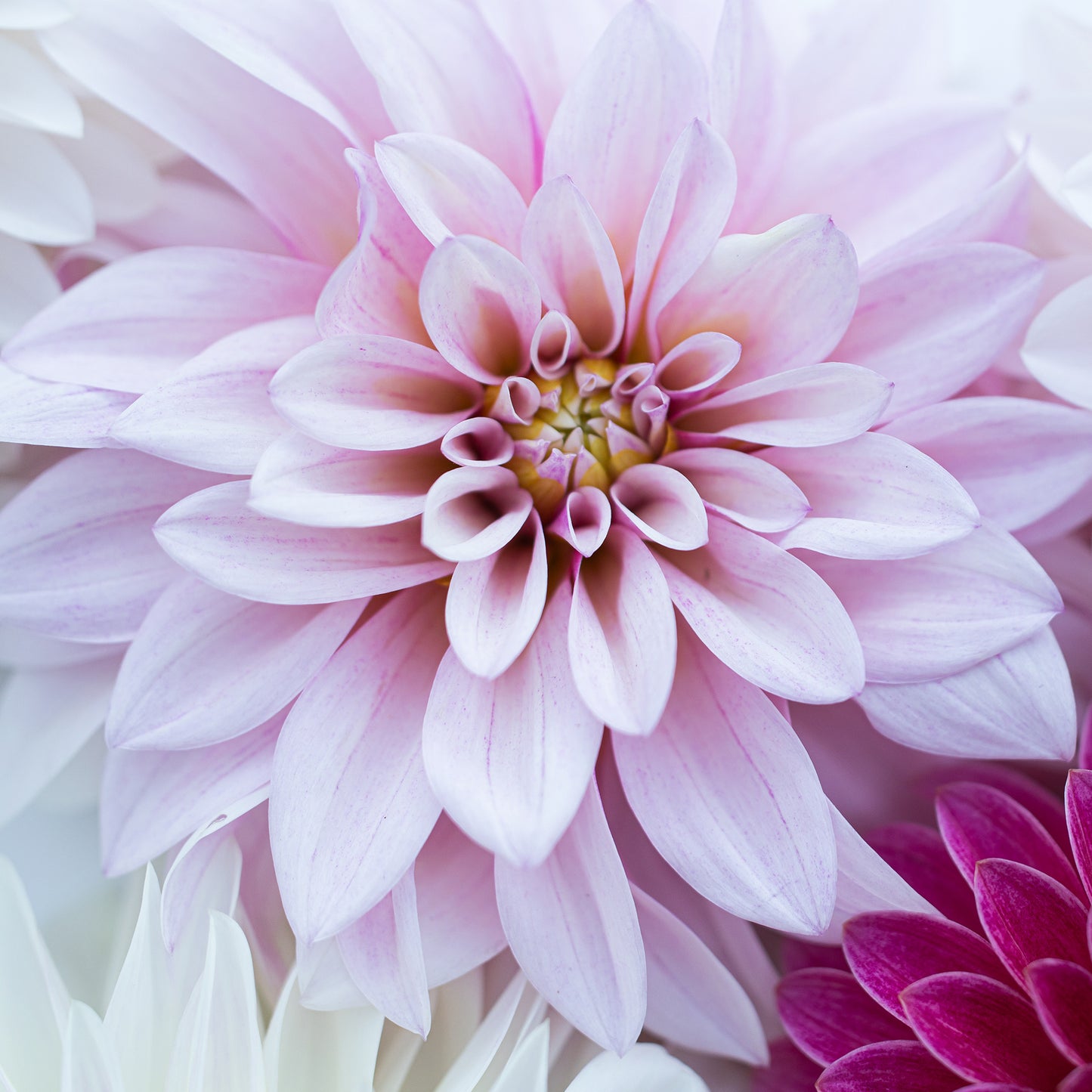 KA® Mocha Jake Dahlia: LIMIT 1