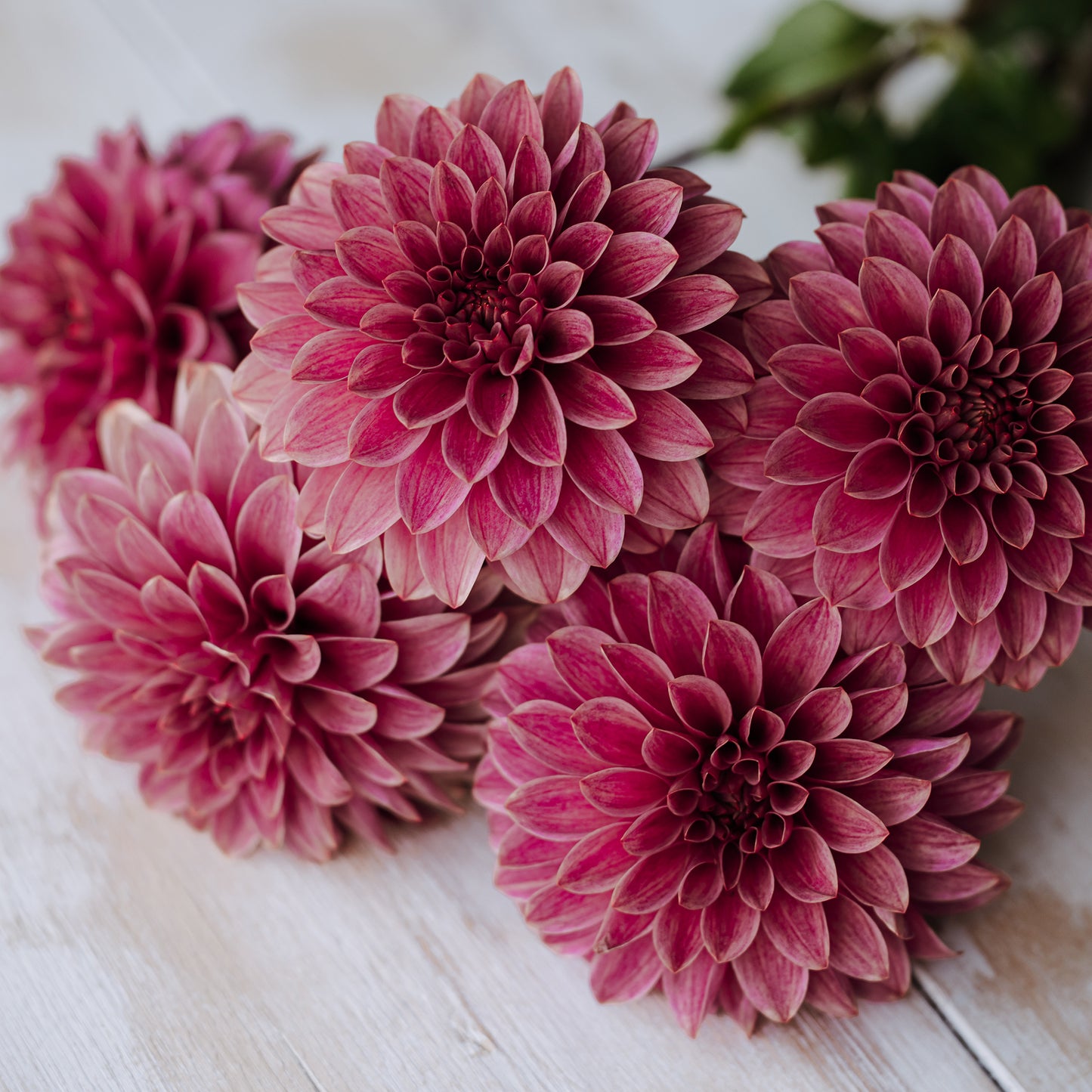 KA® Rosie Jo Dahlia: LIMIT 1