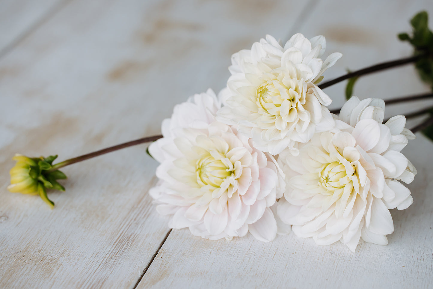 Kelgai Ann Dahlia: Limit 1