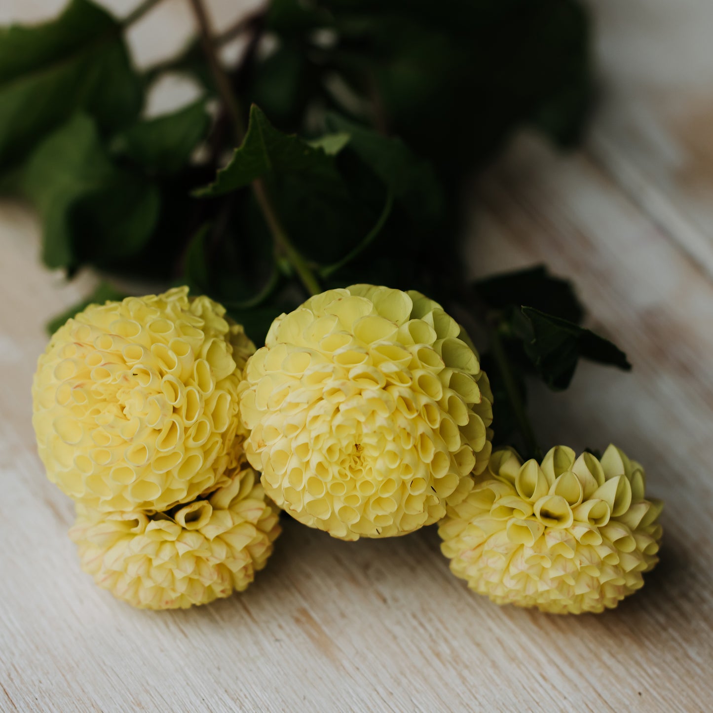 Little Scotty Dahlia