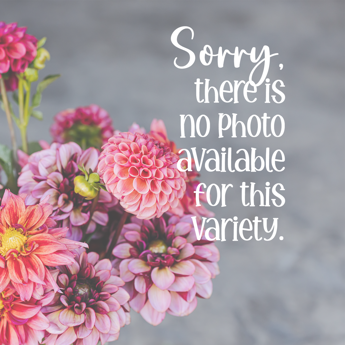 HarmELLE Shortcake Dahlia