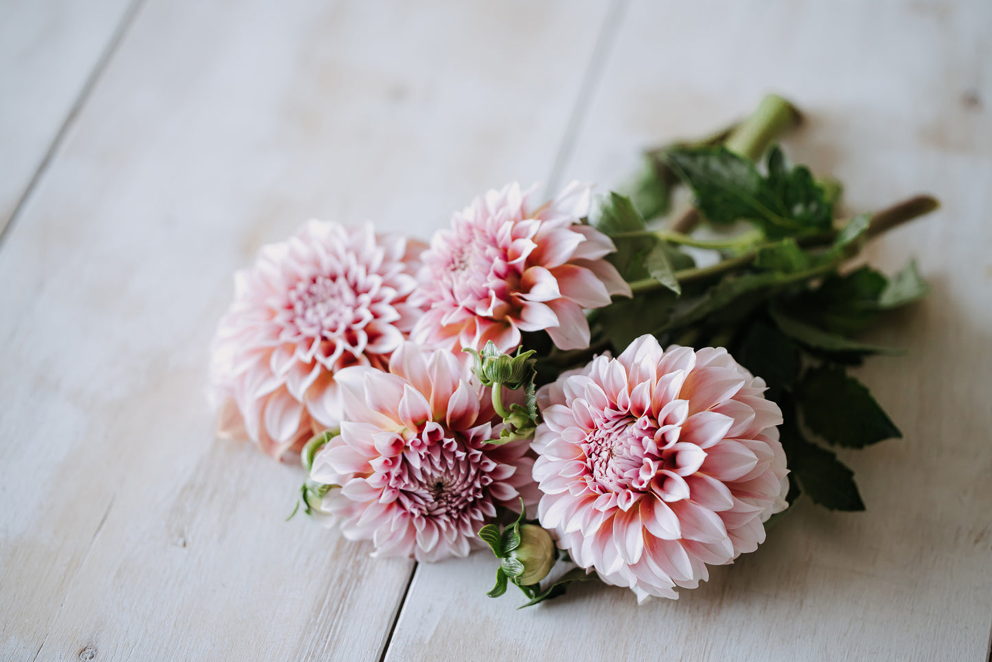 Peaches N Cream Dahlia