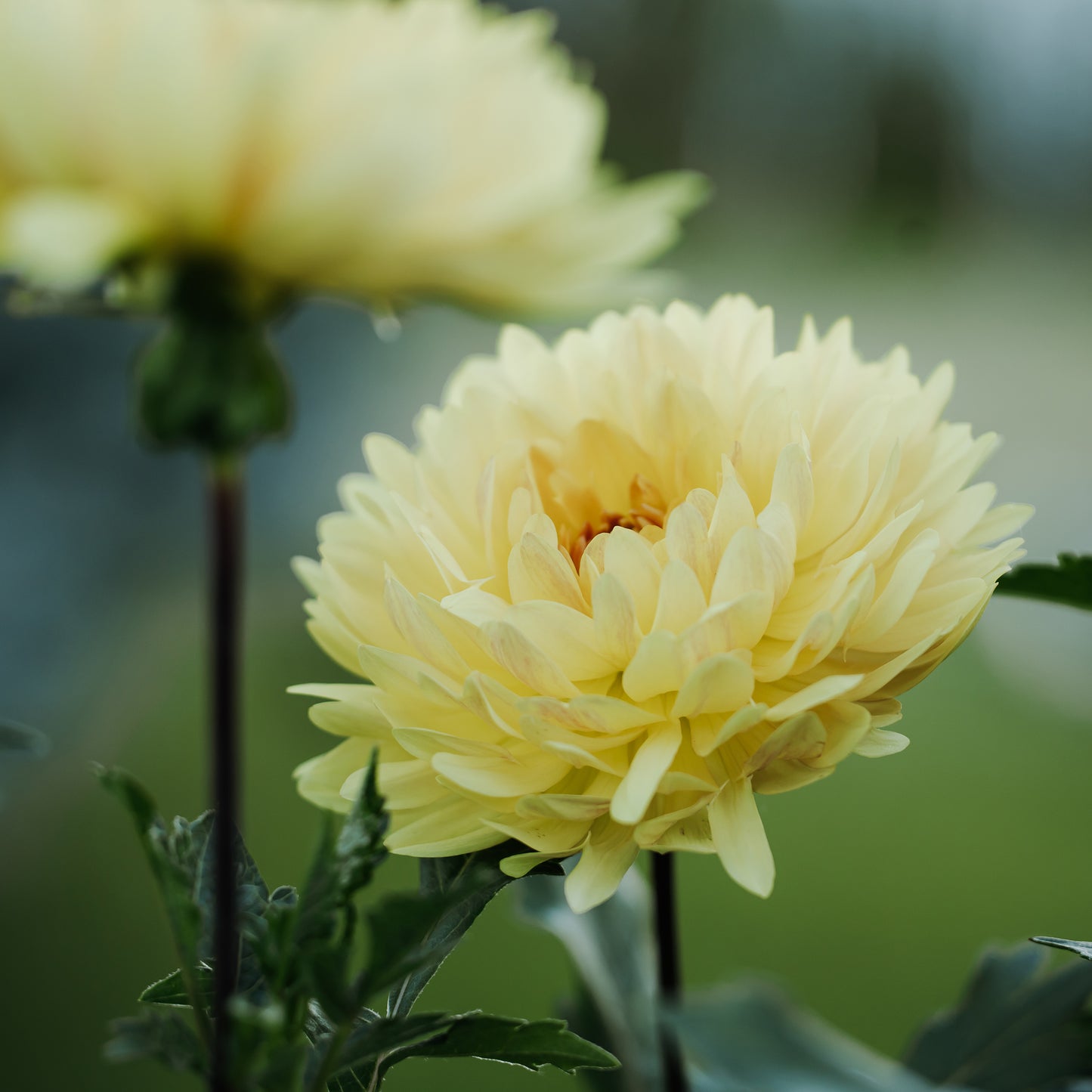 Sandia Gold Dahlia