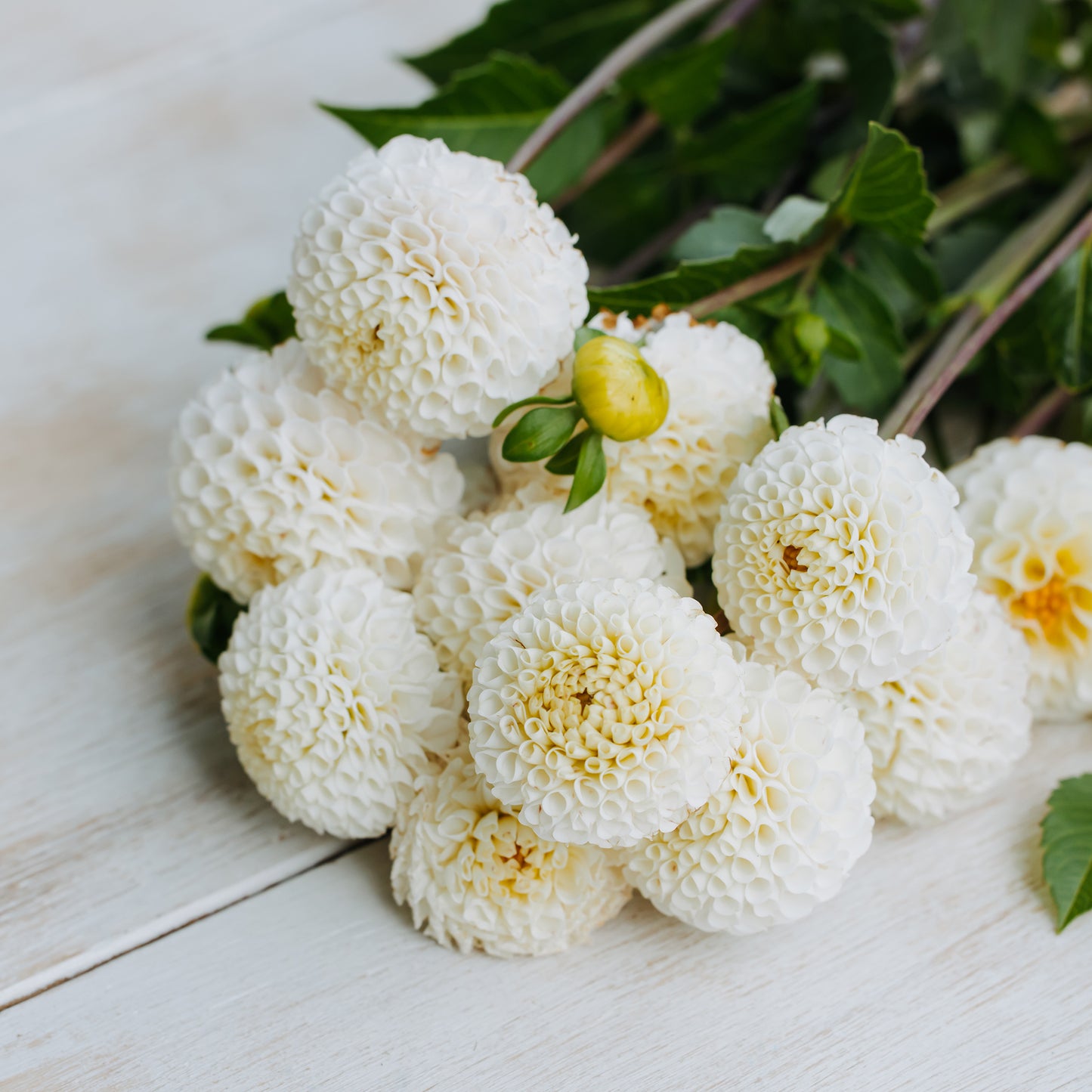 Small World Dahlia