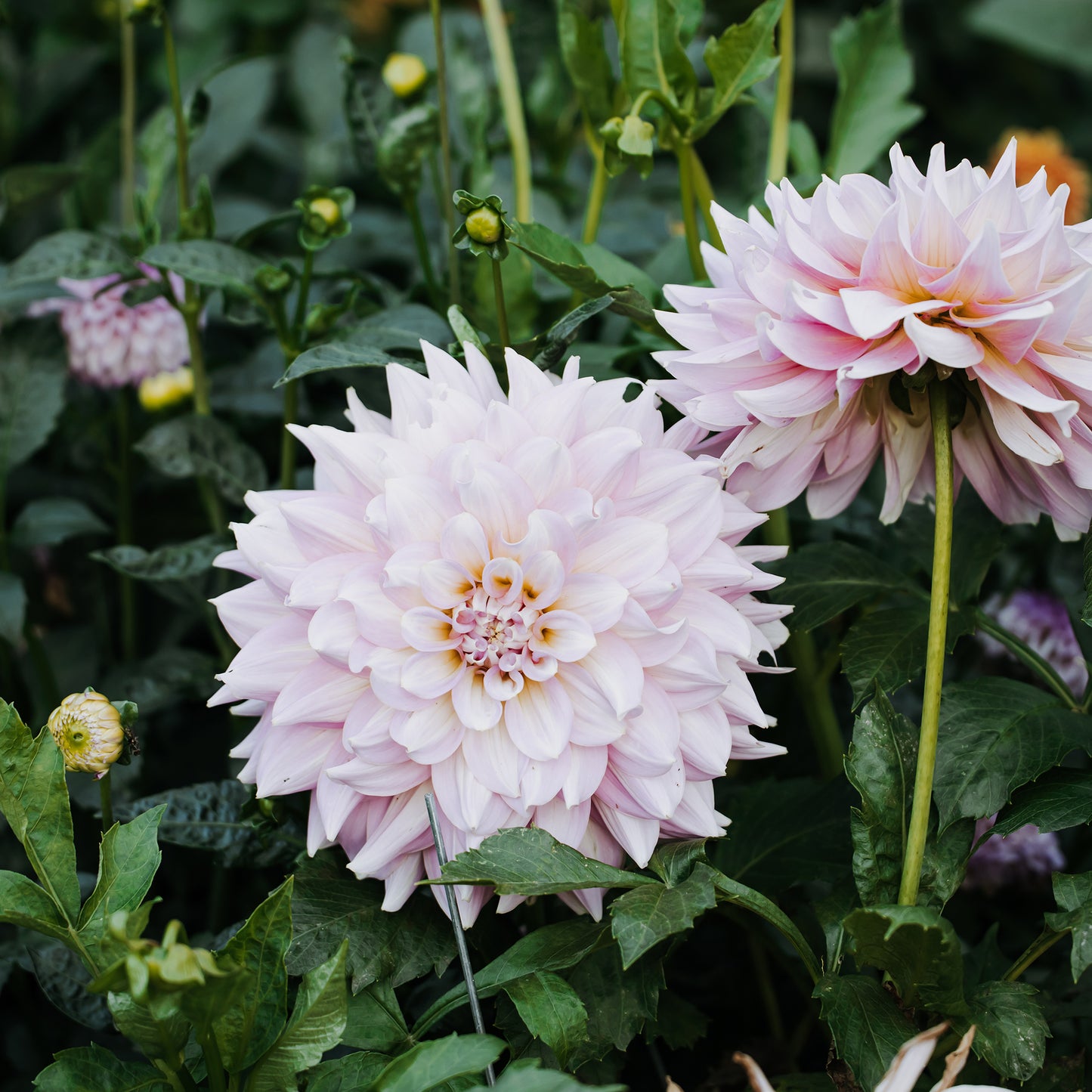 Strawberry Ice Dahlia