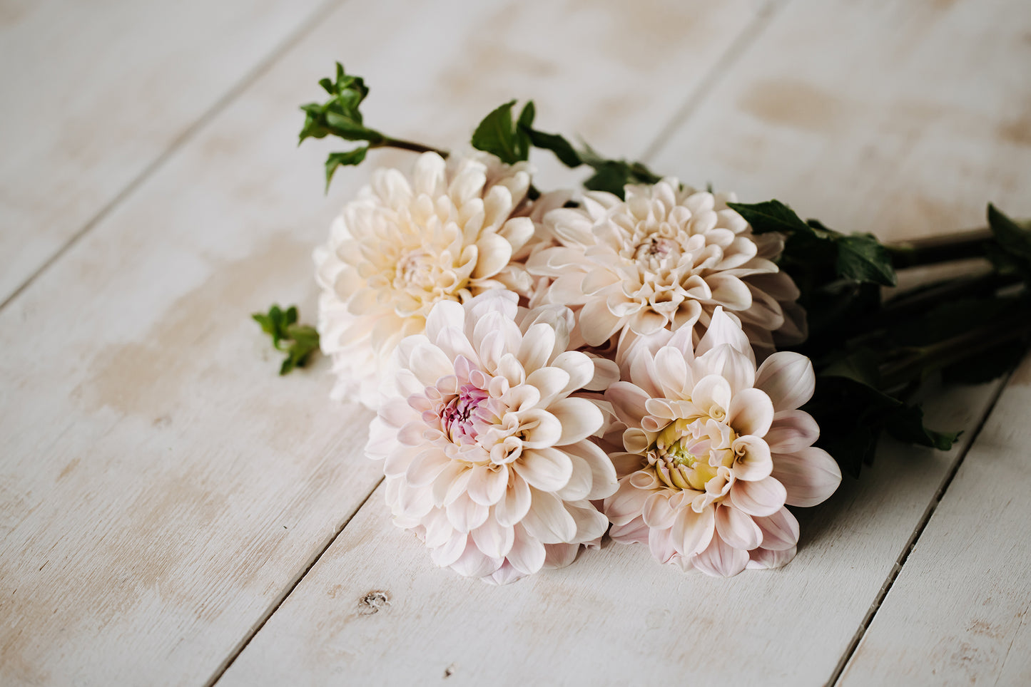 Sweet Nathalie Dahlia