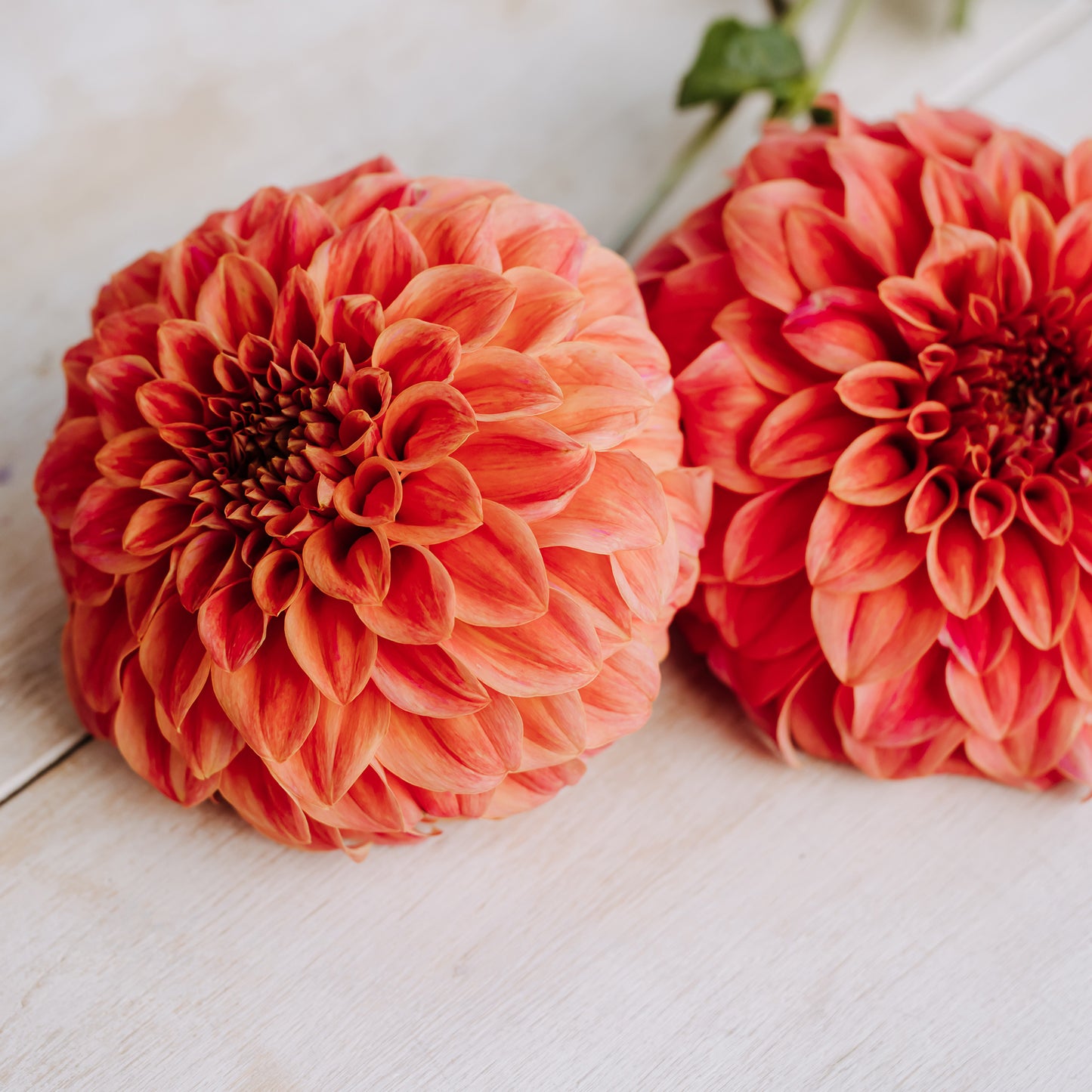 Sylvia Craig Hunter Dahlia