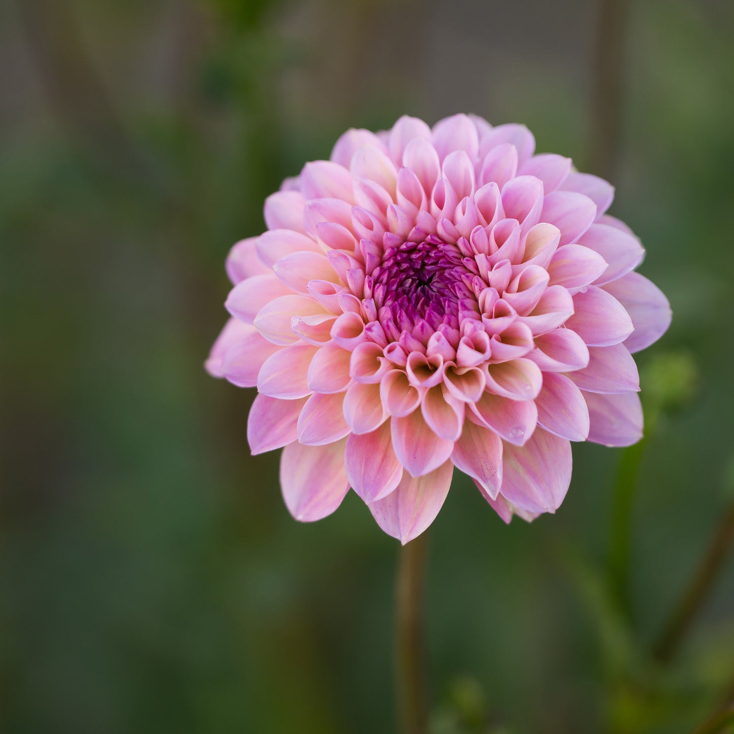 Wine Eyed Jill Dahlia