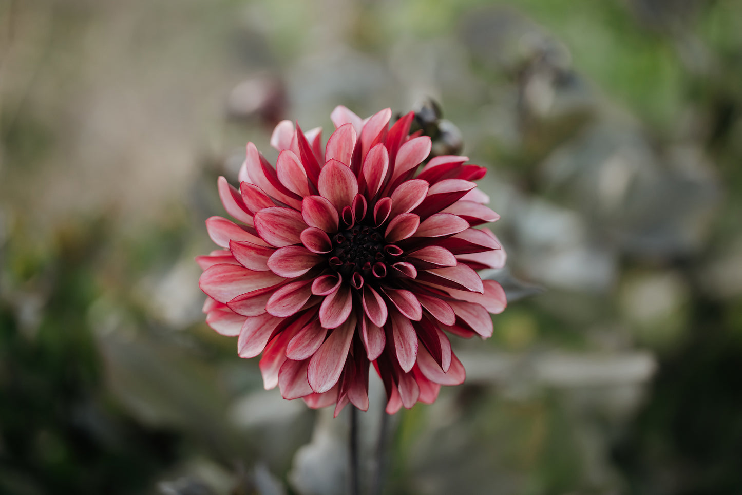 Night Silence Dahlia: Limit 1