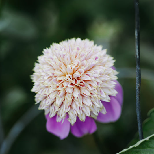 Bloomquist Ginny Dahlia