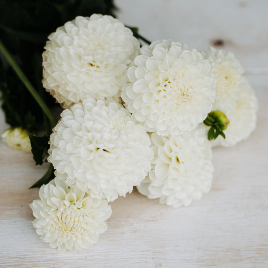 Boom Boom White Dahlia