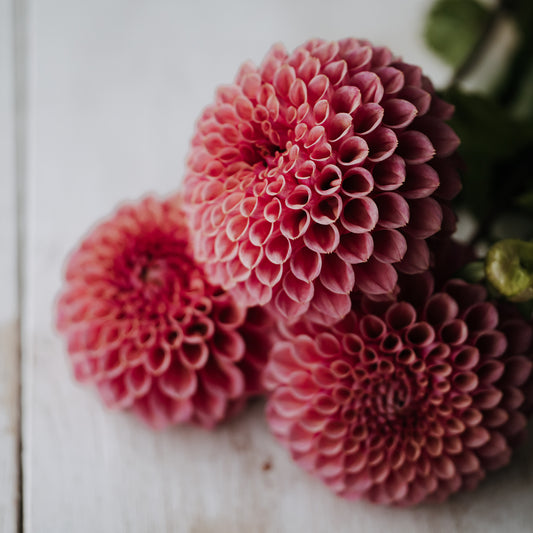 Bracken Rose Dahlia