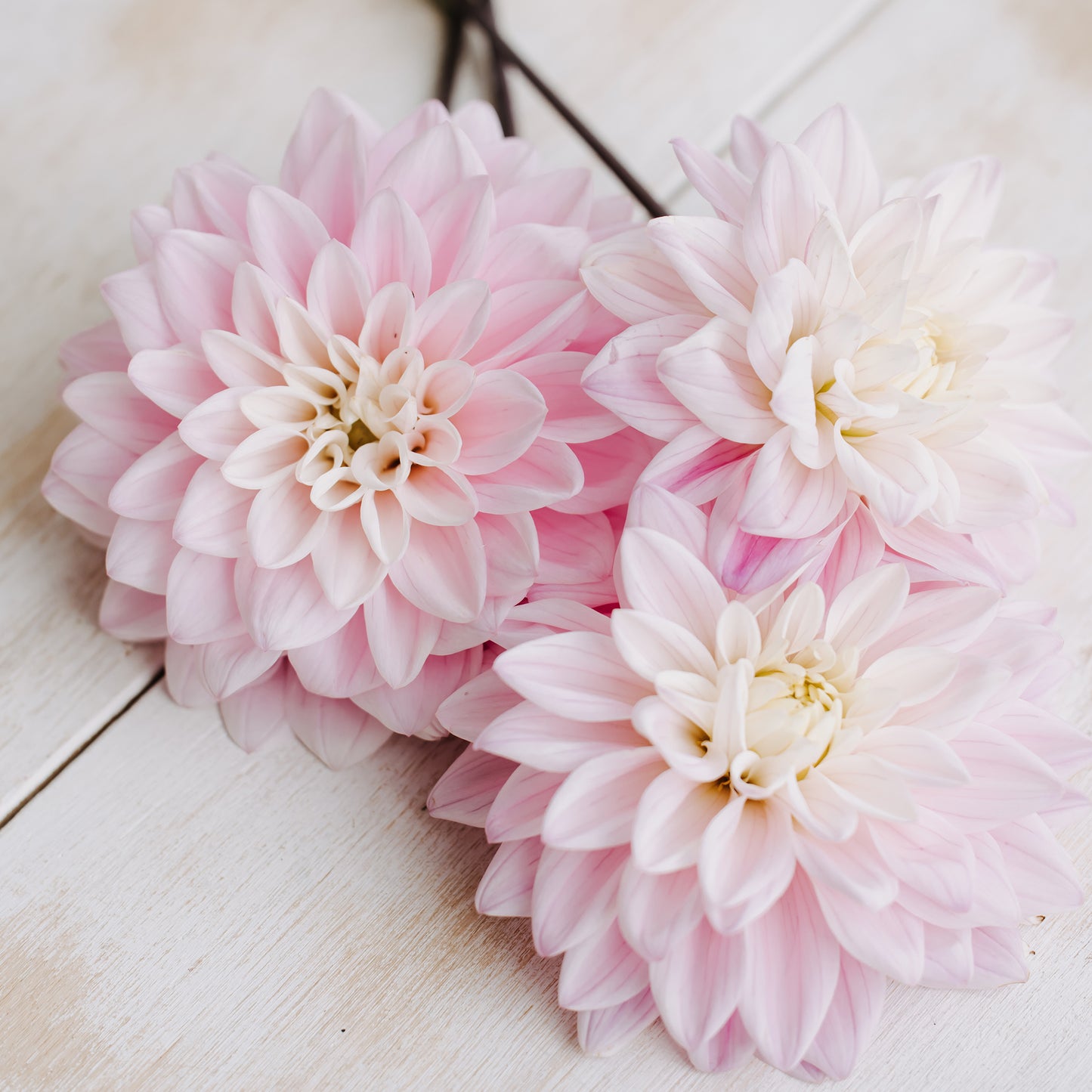 Daddy's Girl Dahlia