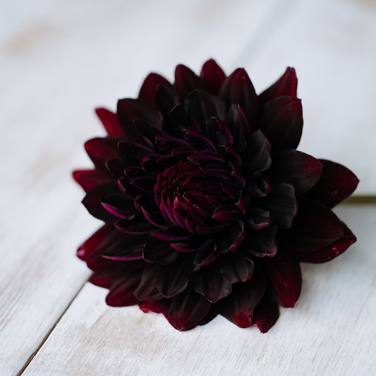 Hollyhill Black Beauty Dahlia