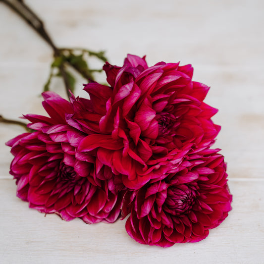 Hollyhill Pandora Dahlia