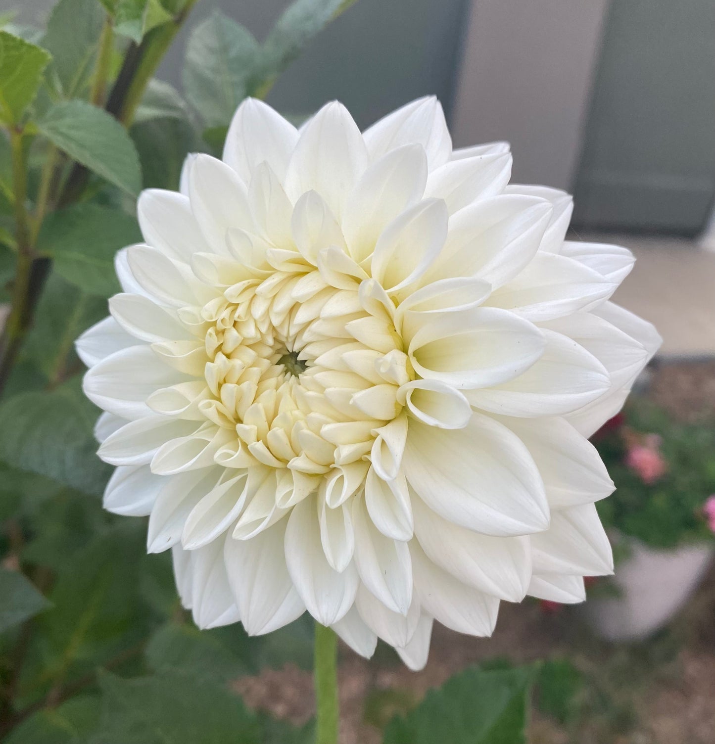 Blizzard Dahlia