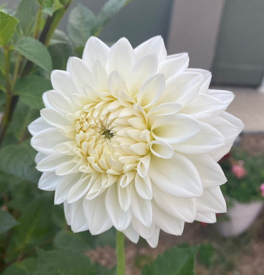 Blizzard Dahlia