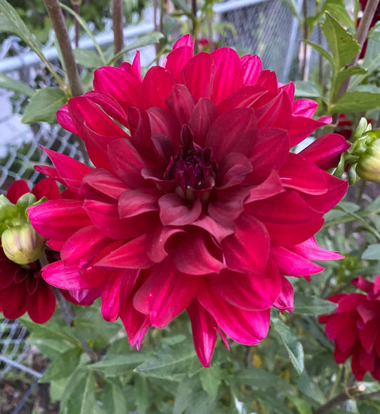 Mingus Plum Dahlia