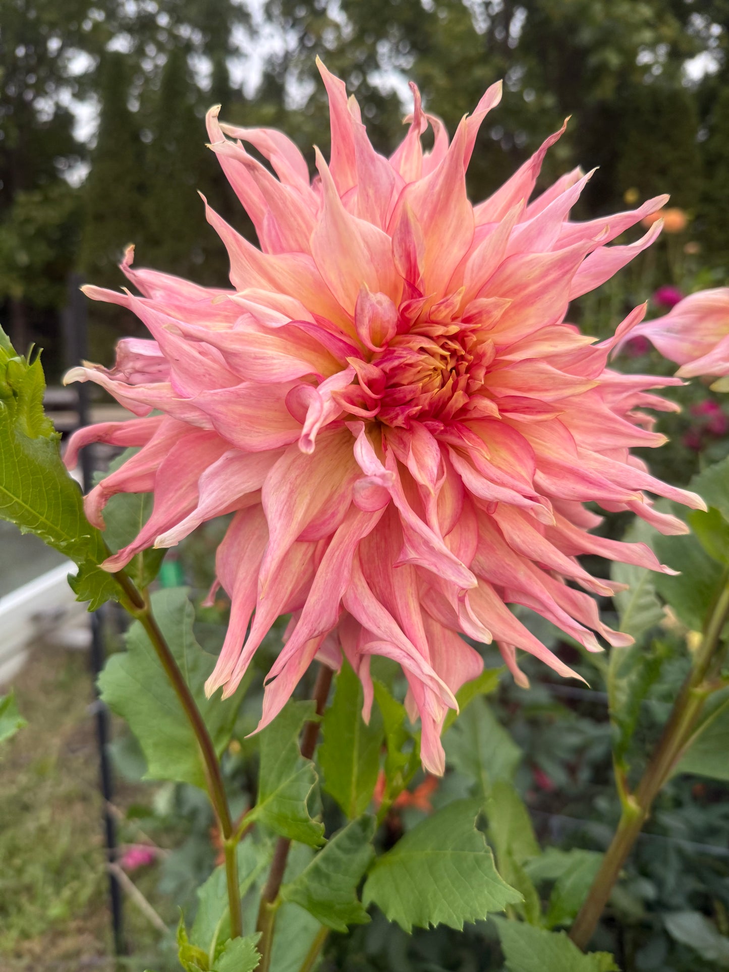 Penhill Watermelon Dahlia