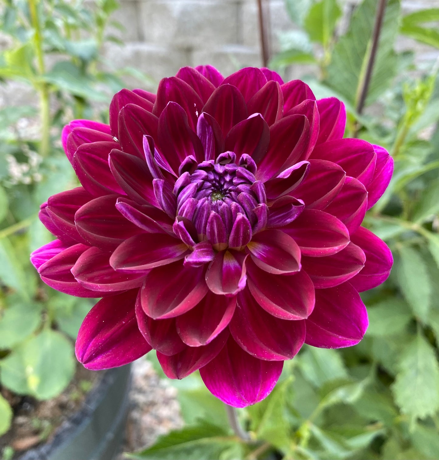 Sandia Bertha Dahlia