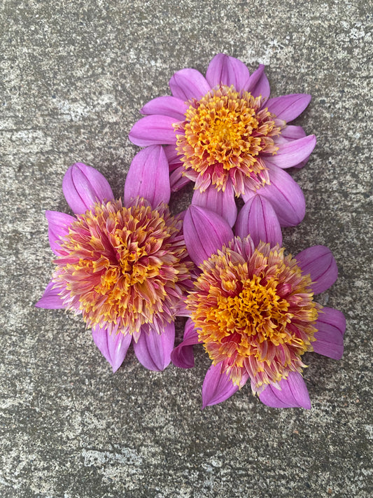 Mexico Dahlia