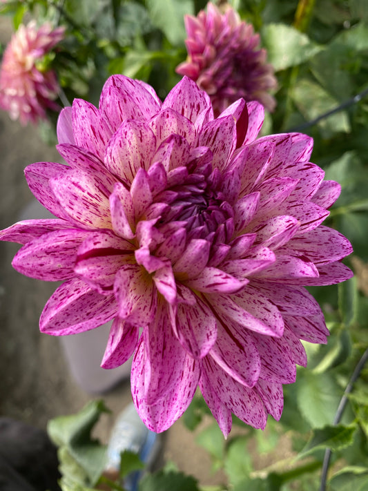 Sandia Cancan Dahlia